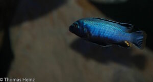 Metriaclima koningsi Arten